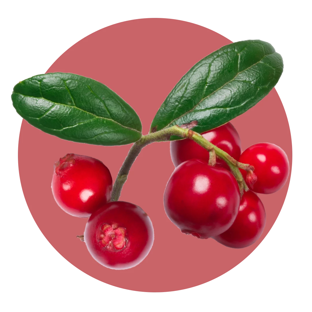 Zoflora Cranberry & Orange Concentrate