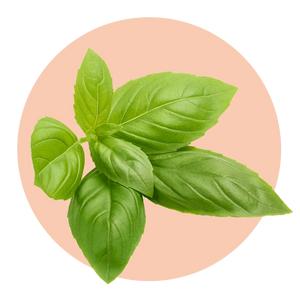 Sweet Basil
