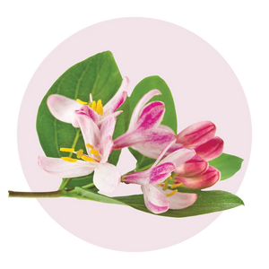Heritage Honeysuckle
