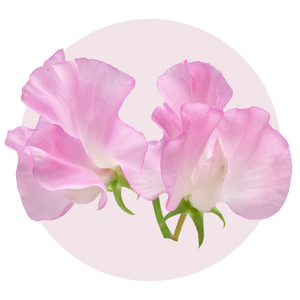 Delicate Sweet Pea