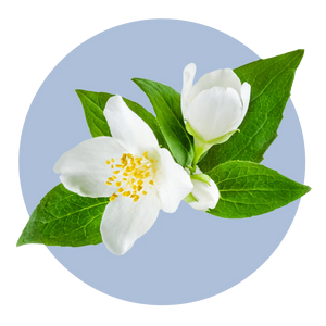 Jasmine