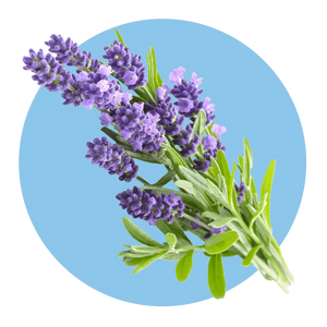 Light Lavender