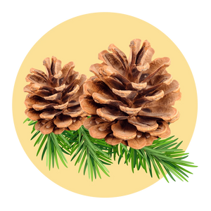 Earthy Pine