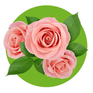 Delicate Rose