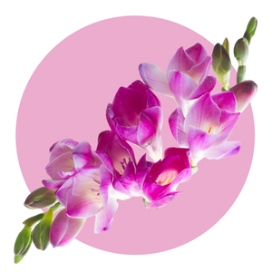 Fresh Jasmine