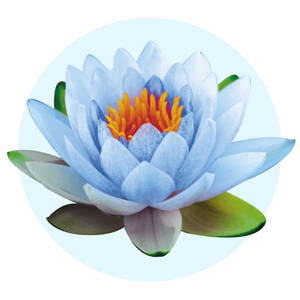 Fresh Water Lillies