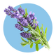Ingredient 3