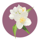 Ingredient 3
