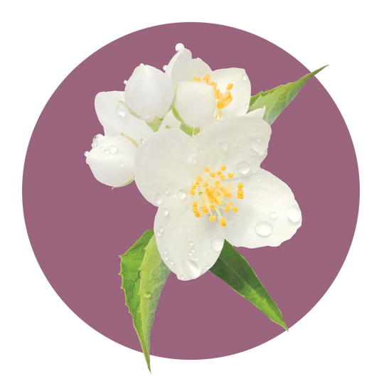 Zoflora Midnight Blooms Concentrate